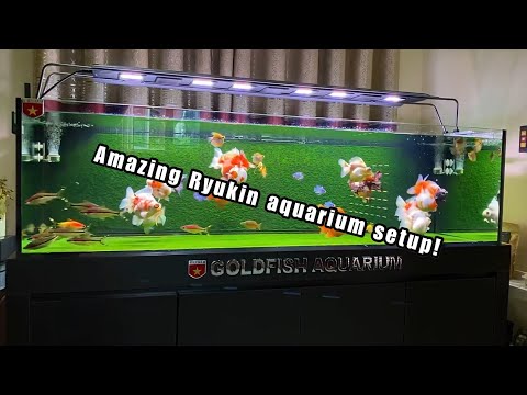 Rate my tank! Ryukin special - AMAZING GOLDFISH AQUARIUMS