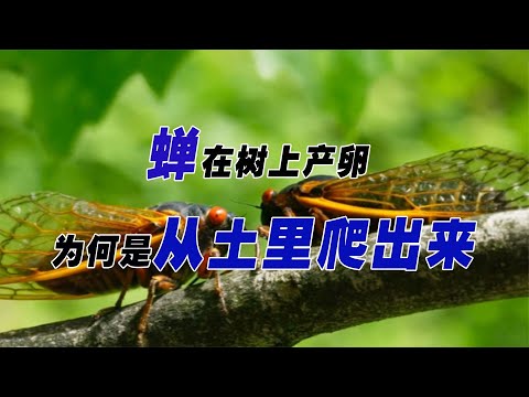 蟬 土裡