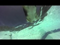 Below A Corgi Swim The Light Underside