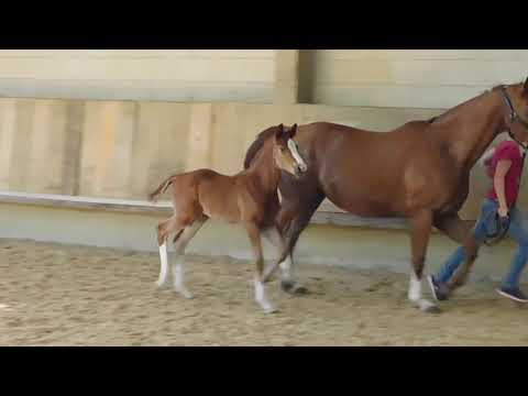 Typ- und Bewegungsstarkes Stutfohlen von Borsalino x Worldly