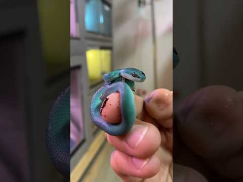 Throwback to the Tiniest Little Blue Insularis Viper ever 😍 How cute is he ?! #viper #snake #shorts