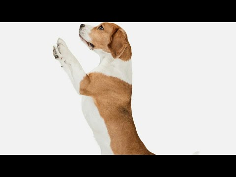 Hyper Active Dogs:Live directed by actor Hansika 🔰🙏😅 actor dogs super easy method of collecting Gold