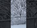 After Snow Storm Beautiful White Snowy Winter Morning