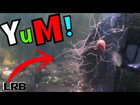 Awesome! I got Worms! Healthy Fish Food How to Culture Blackworms