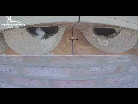 Hussvalorna har det trivsamt