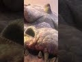 Why is rudy from ice age So massive?
