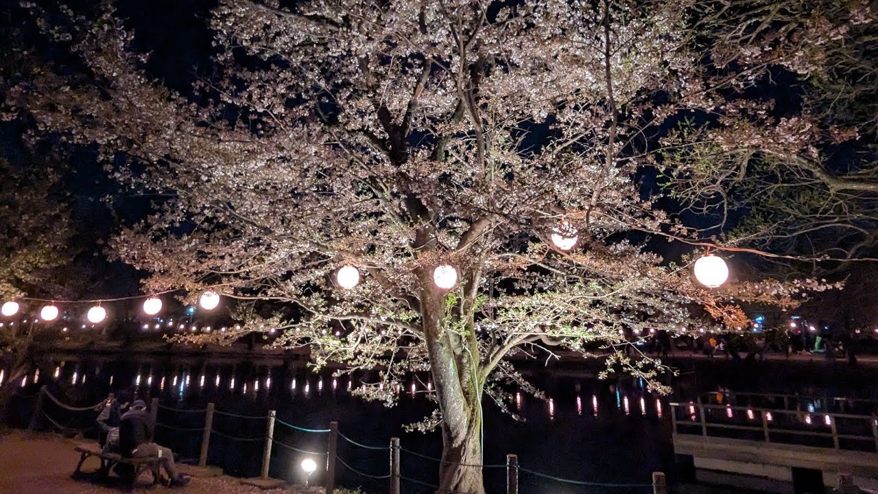 夜桜ライブ‼️埼玉県有名夜ザクラ‼️埼玉県鶴ヶ島市運動公園‼️2026年4月3日‼️