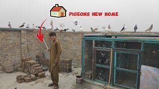 Pigeons New Home Video #youtube #pigeonvideo #pigeonshouse #kabotarbazivideo #newviral