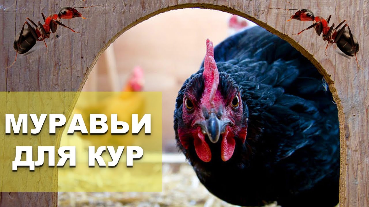 Муравьи в корм курам. Особенности правильного питания несушек.