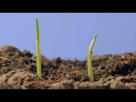 Wheat seed germinating underground and seedling growth above ground time lapse