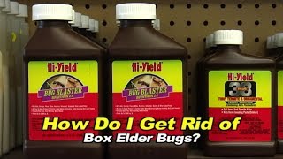 How Do I Get Rid of Box Elder Bugs - Anderson