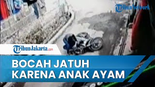 Viral Video Seorang Bocah Jatuh dari Motor Gara-gara Ada Anak Ayam Melintas