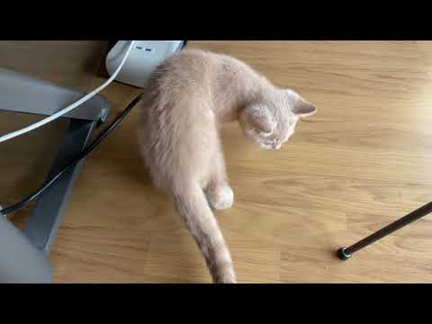 British Shorthair Cream Kitten Socrates explores the room (02/02/2021)