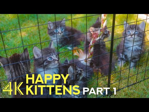 Adorable Kittens Playing in Nature - 4К Kitten Therapy - Part 1