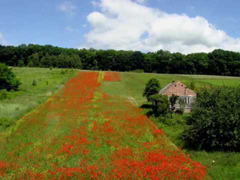 Andrzej Rosiewicz  "Pytasz mnie"