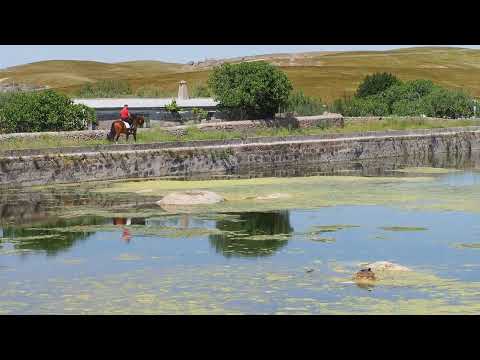 Baroque Andalusian Horse piro free. Born in 2016 - 160cm