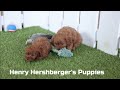 Cavapoo dogs for sale: Lucas - Video 1