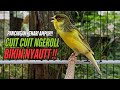SUARA Kenari GACOR PANJANG Pancingan Masteran Kenari Paud AGAR Gacor AMPUH Kenari MACET Bunyii