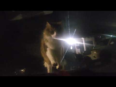 Pedro in front of the car 😻