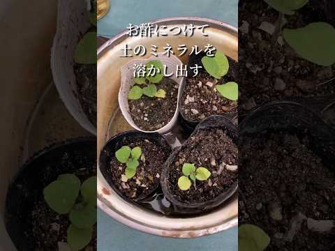 園芸 ナスの植物を家庭菜園に移植するにはどうすればよいですか?