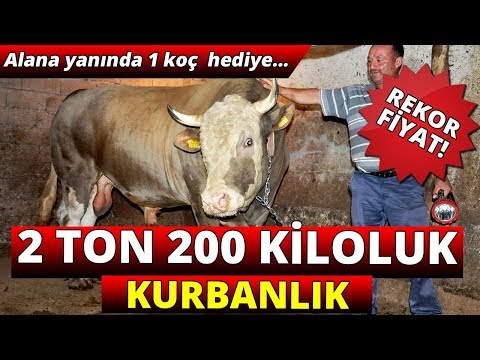 2 Ton 200 Kiloluk Kurbanlık !