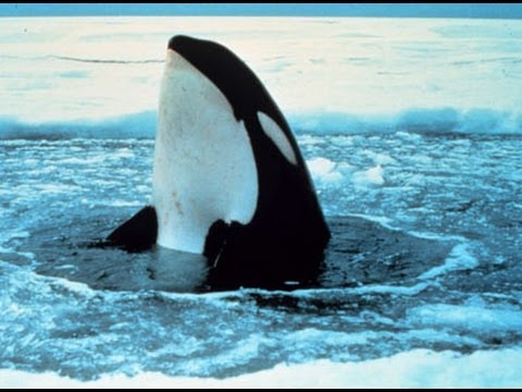 Honey Badger Narrates: The Magnificent Killer Whale