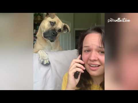 Try Not to Laugh CHALLENGE ｜ 30 Minutes of Funny Dogs