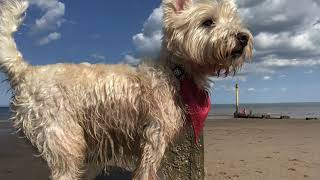 Frutica pal alma - ANANA