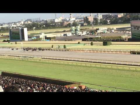 2020年フェブラリーS  最後の直線（モズアスコット 2020.02.23）