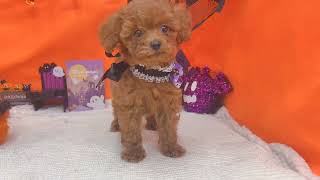 トイプードルの動画01