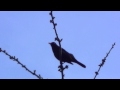 vreemde vogels