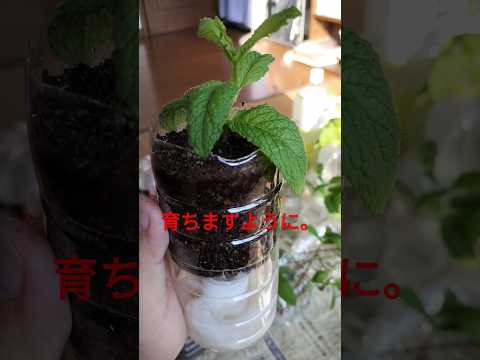 一年中楽しめるミントの植え方は？  庭園