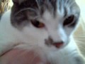Re THX OMG Kitty