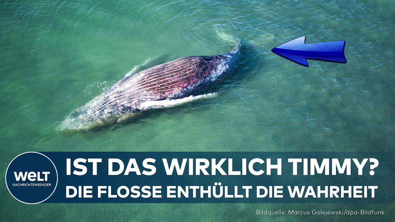 WAL-RETTUNG: WAR ALLES UMSONST? Toter Wal könnte „Timmy“ sein