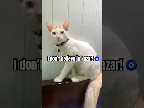 The Nazar is Real 🧿😭💔 #cat #catlover #catvideos #youtube