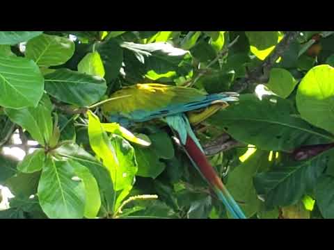 Guacamaya militar, Ara Militar, Argenta Militaris. Goletas, Municipio de Acandí en el Chocó Caribe 