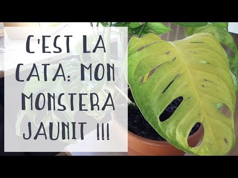 , title : 'Les feuilles du monstera jaunissent : que faire ? | Jungle urbaine & Tuto jardinage'