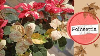 Poinsettia || Christmas Plant || Care Tips & Tricks || How to maintain the plant in summer ||