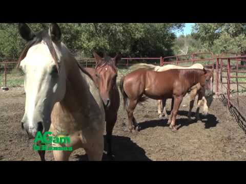 AGam in Kansas  - Nutrition for the Older Horse - June 15, 2017
