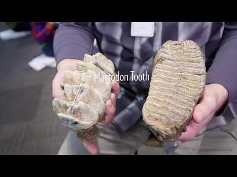 Mammoths versus Mastodons: what is the difference?