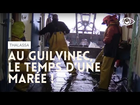 In Guilvinec, the time of a tide - Thalassa