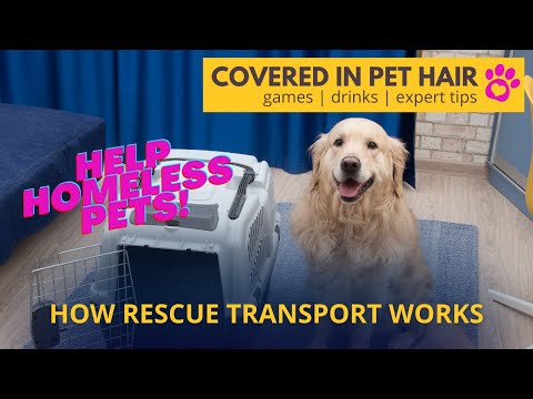 , title : 'Pilots Helping Homeless Pets | How Rescue Transport Works #shorts'