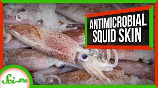 Nature’s Secret Weapon Against Microbes: Squid Skin