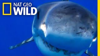 Great White Shark Bites Down on a Submarine Drone | Nat Geo Wild by Nat Geo WILD