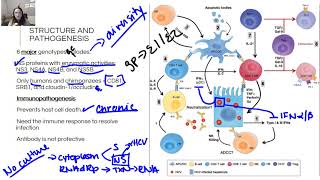 2018 2019 HCV