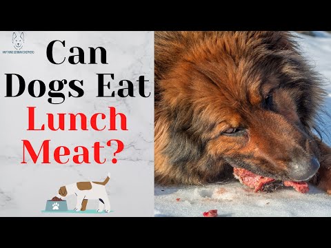 YouTube video about: Can dogs eat meat left out overnight?