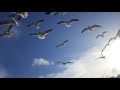 Feed The Seagulls After Eating Little Cesar S Pizza