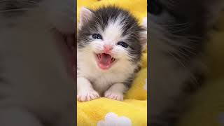 天使な子猫のかわいい動画に癒されて #リラックス #cute #かわいい #シルバーウィーク #子猫 #ねこ #あかちゃん #可愛い #かわいい猫 #動物園 #animals
