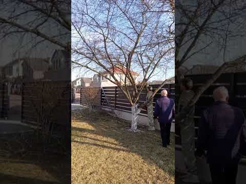 фото обрезка деревьев, веток, измельчение веток,уход за садом. с вывозом. 0