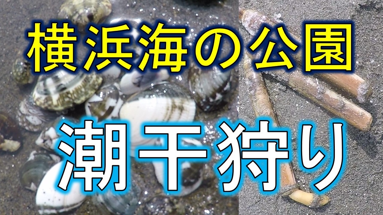 楽しむための作戦計画！　横浜海の公園　潮干狩り　2026　アサリ、マテガイ